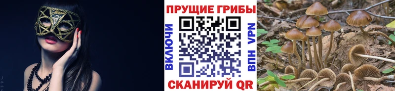 Купить закладки  Зеленоградск  Псилоцибиновые грибы мухоморы 